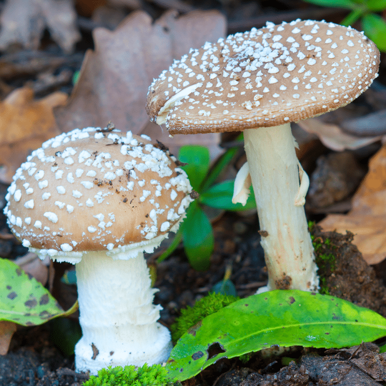 The Power of GABA and Amanita Mushrooms in Shaping Depression, Sleep, Mood and Anxiety